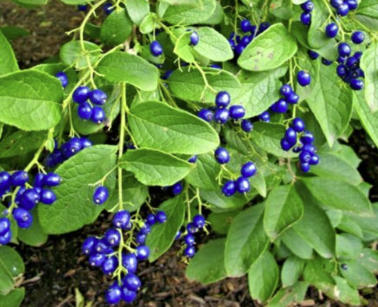 แซฟไฟร์เบอรี่ (Sapphire berry) / 10 เม็ด (USA)*