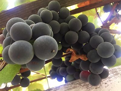 องุ่นดำเคียวโฮน้ำผึ้ง (Honey Kyoho Grape) / 10 เม็ด (USA)