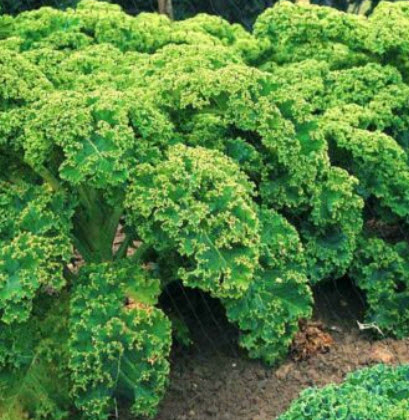 ผักเคล (Kale) เขียว / 1,000 เม็ด (UK)*