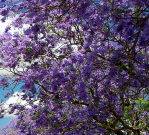 เพาโลเนีย หรือพอโลเนีย (Paulownia tomentosa) / 500 เม็ด (Spain) *