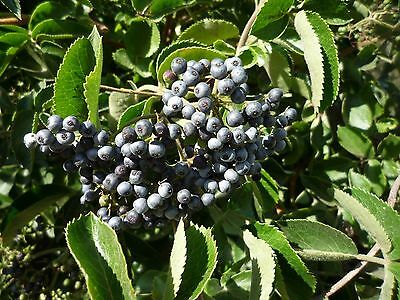 อัลเดอร์เบอรี่สีฟ้า (Blue Elderberry) / 25 เม็ด (USA)