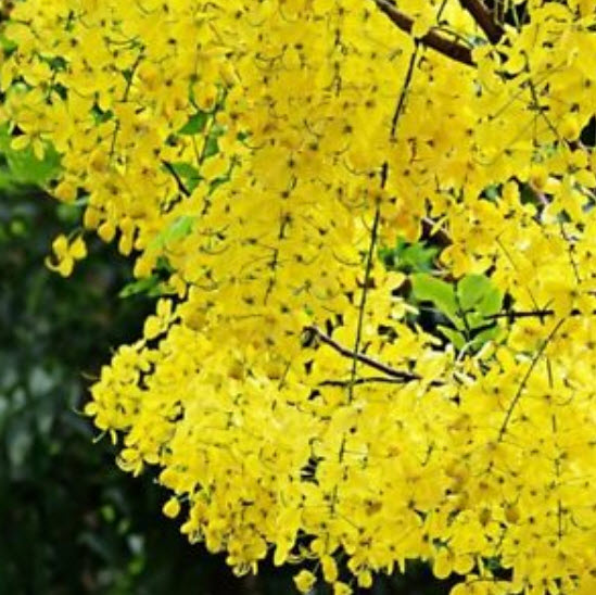 วิสทีเรียต้น (Wisteria tree) สีเหลืองทอง / 10 เม็ด (หายาก)