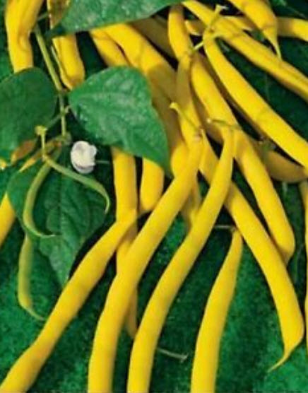 ถั่วแขกเหลือง (Yellow bush bean) / 10 เม็ด (Ukraine)