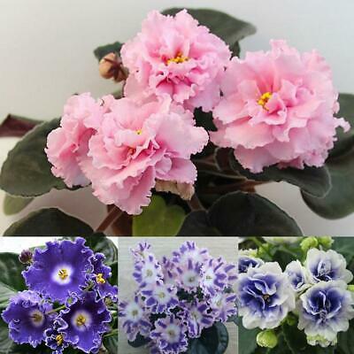 แอฟริกันไวโอเล็ต (African Violet) คละ / 100 เม็ด