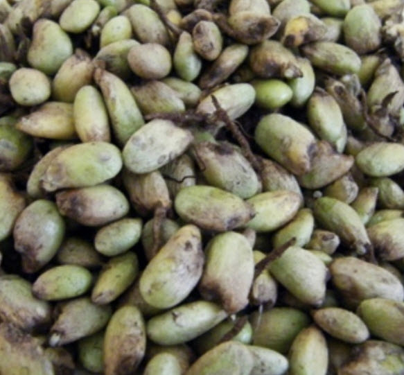 มอนสเตอร่า ไจแอนท์ (Monstera Giant) / 10 เม็ด (USA)*