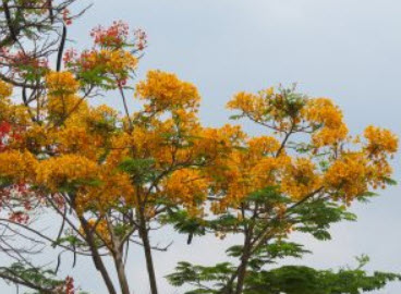 หางนกยูงฝรั่ง ดอกสีทอง หรือเหลืองทอง / 5 เม็ด (P2S)