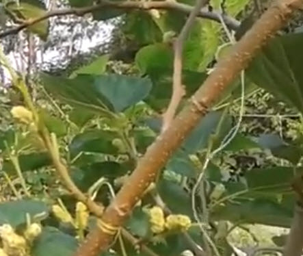 ต้นหม่อน (Mulberry) ขาวออสเตรเลีย สูง 40-60 ซ.ม. / ต้น