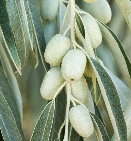 ซิลเวอร์ เบอรี่ หรือมะกอกรัสเซีย (Russian Olive / Silver berry) / 5 เม็ด (Spain)