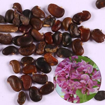 แบล็ค โลคัส (Black locust) / 50 เม็ด (Portugal)