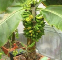 กล้วยต้นเตี้ย/กล้วยแคระ (Dwarf Banana Tree) / 50 เม็ด (China)*
