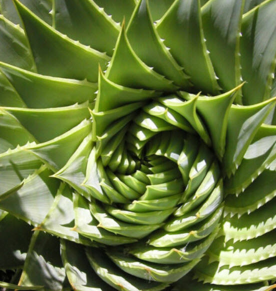 ว่านหางจระเข้ Rotation Aloe / 100 เม็ด