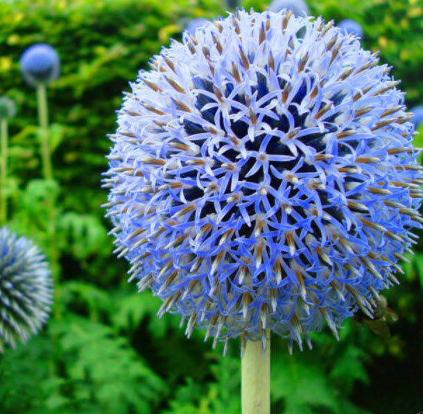 โกลบ ธิสเซิล (Globe Thistle) สีฟ้า / 70 เม็ด (China)