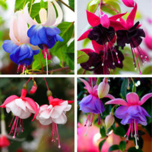 โคมญี่ปุ่น (Fuchsia) คละสี / 200 เม็ด