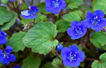 แคลิฟอร์เนีย บลูเบล (California Bluebell) / 2,000 เม็ด (UK)