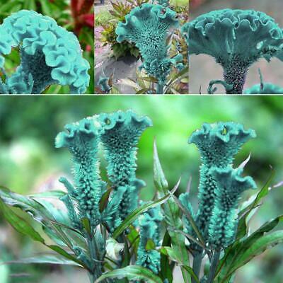 หงอนไก่ สีฟ้า (Blue Cockscomb) / 50 เม็ด (นอก)