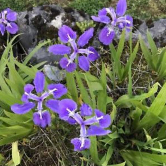 ไอริส (Iris) คละ / 100 เม็ด