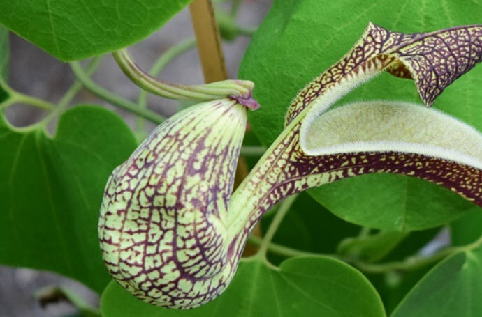 ต้นไก่ฟ้าพญาลอ กระถาง สูง 20-30 ซ.ม. / ต้น