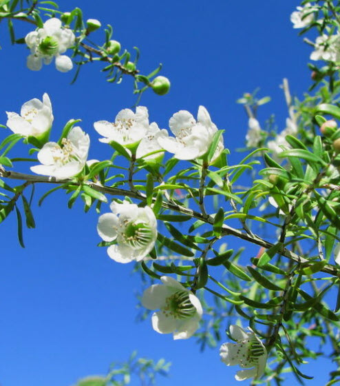 ชาเหลือง Manuka Jellybush / Tantoon Tea Tree / 350 เม็ด (Australia)