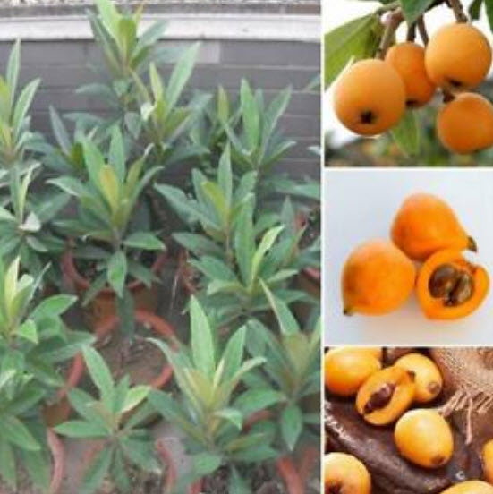 บ๊วยจีน หรือโลควอท (Chinese plum / Loquat) / 5 เม็ด (China)