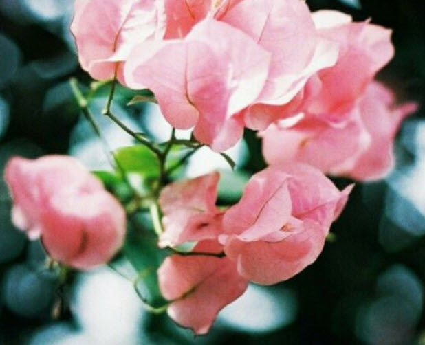 เฟื่องฟ้า สีชมพู / 50 เม็ด (นอก)