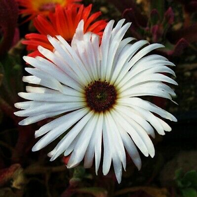 ไอซ์แพล้นท์ (Ice Plant) สีขาว / 100 เม็ด (USA)