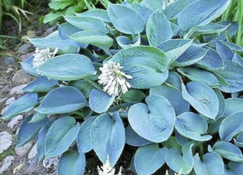 ฮอสต้า (Hosta Sieboldiana) ใบใหญ่ สีฟ้าแกมเขียว / 10 เม็ด (USA)