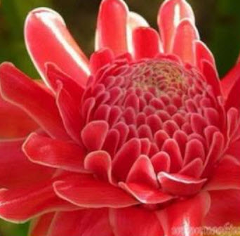 หน่อดาหลา ดอกแดง / หน่อ