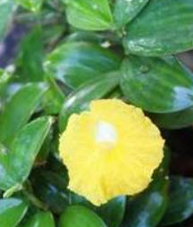 ต้นเอื้องหมายนา (Malay ginger) ดอกเหลือง ถุงดำ สูง 40 ซ.ม. ขึ้นไป / ต้น