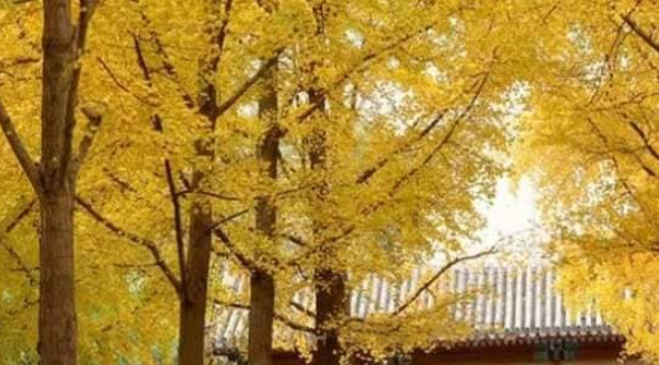 ต้น แปะก๊วย Ginkgo อายุต้น 3 ปี+ สูง 80-100 ซ.ม. ต้นสูง ไม่ต้องรอนาน