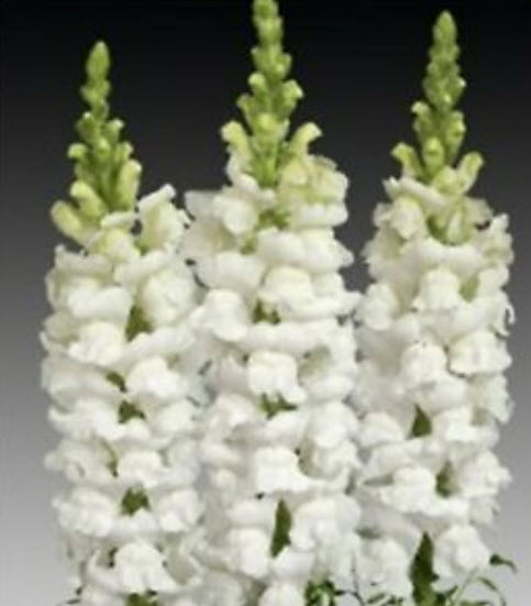 ดอกลิ้นมังกร (Snapdragon) ดอกใหญ่ สีขาว ต้นสูง / 3,000 เม็ด (Ukraine)