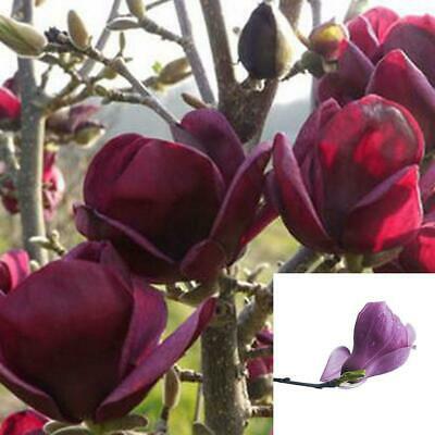 แม็กโนเลีย ยูหลาน (Magnolia Yulan) สีม่วงเข้ม / 20 เม็ด (China)