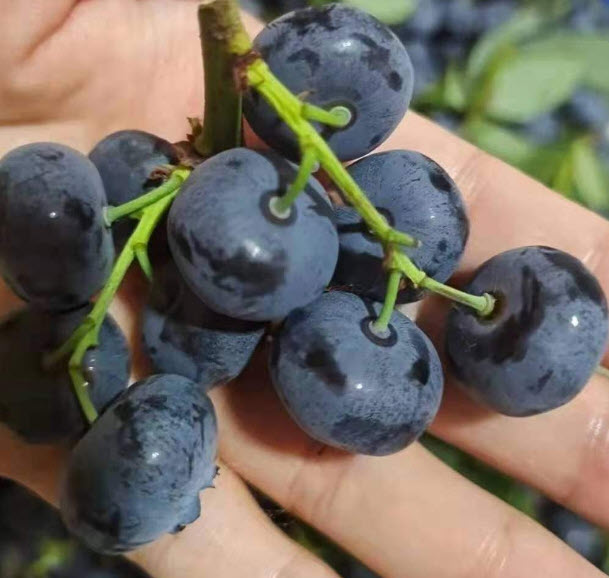 ต้นบลูเบอรี่ (Blueberry) ลูกใหญ่ สูง 40-60 ซ.ม. ต้นไม้นำเข้า