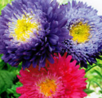 แอสเตอร์ (Aster) คละ / ซอง 50 เม็ด (A012)