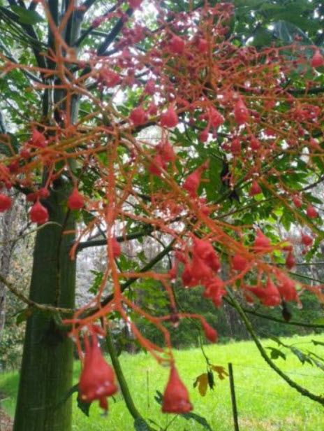 เพลิงภาณุ (Illawarra Flame Tree) / 10 เม็ด (Portugal)