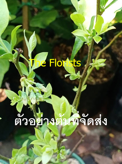 ต้นบลูเบอรี่ (Blueberry) ลูกใหญ่ สูง 40-60 ซ.ม. ต้นไม้นำเข้า