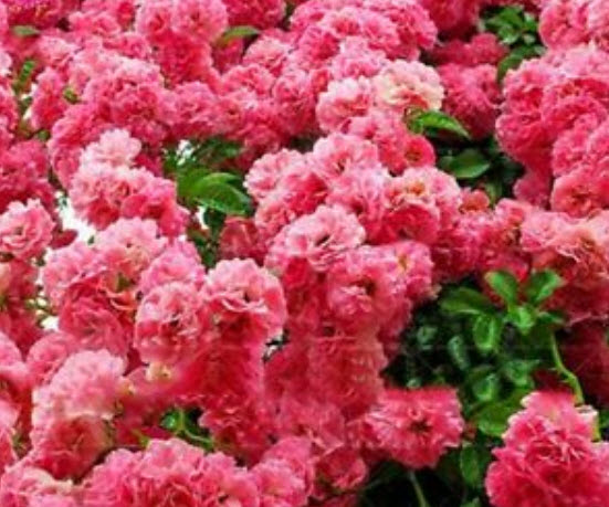 ไจแอนท์ พิ้งค์ ซากุระ (Giant Pink Sakura) / 5 เม็ด (นอก)