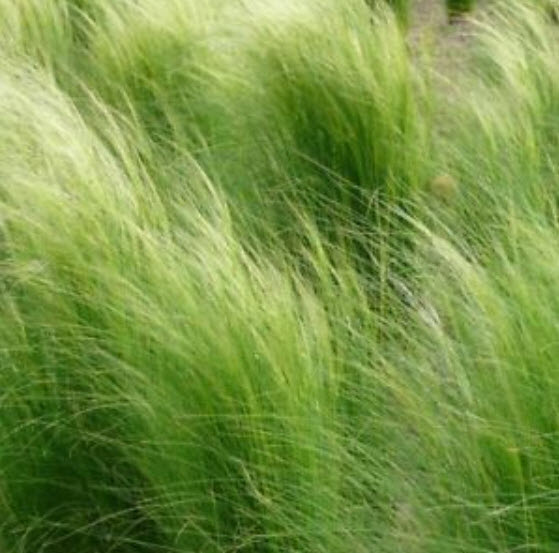 หญ้าขนเม็กซิกัน (Mexican Feather Grass) / ซอง 200 เม็ด (Poland)