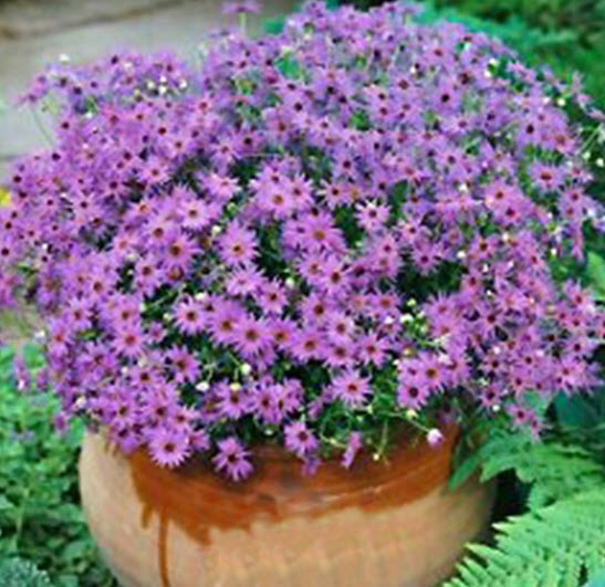 เดซี่ สวอน ริเวอร์ (Swan River Daisy) คละ / 3,000 เม็ด (Ukraine)