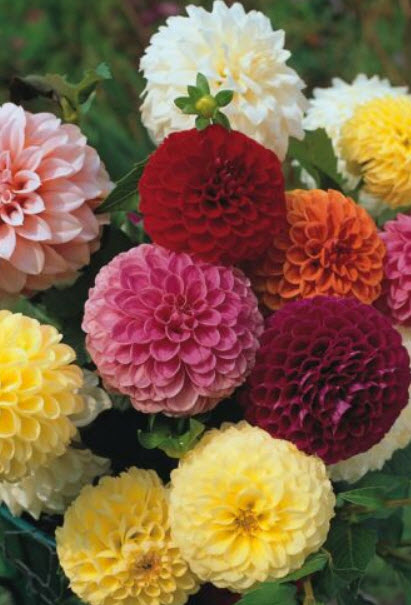 ดาห์เลียปิงปอง (Dahlia Pompons) ซ้อน คละสี / 50 เม็ด (UK)