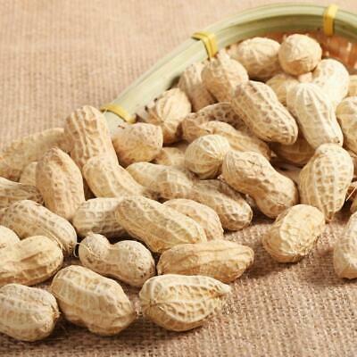 ถั่วลิสง (Groundnut Peanut) / 20 เม็ด (นอก)