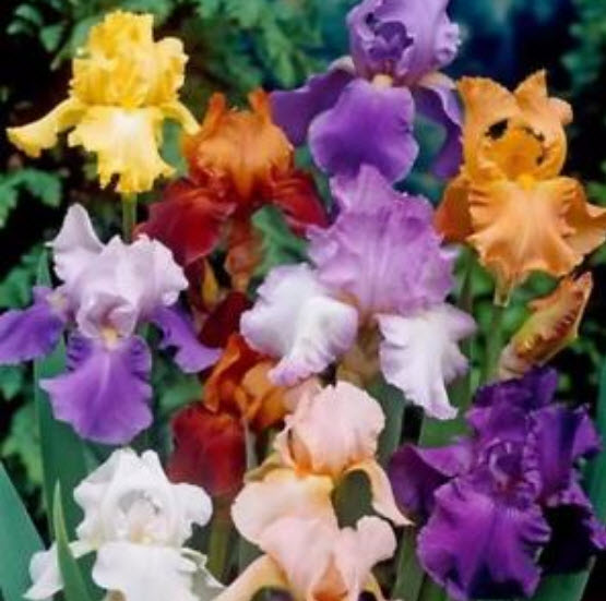 ไอริส (Iris) คละ / 100 เม็ด