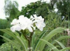 ปาล์มมาดากัสการ์ (Madagascar Palm) / 5 เม็ด (Portugal)