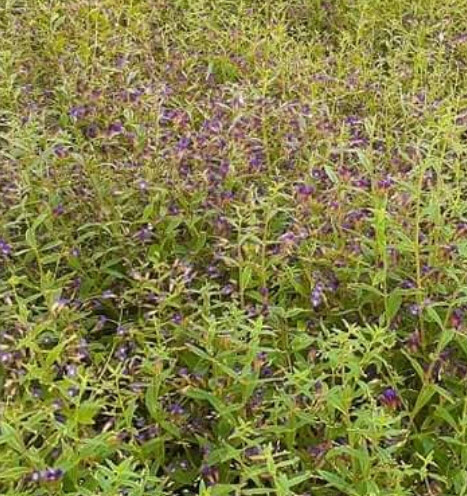 ผักแขยง ผักแขยงนา กะแยงแดง กะแยง กะออม ผักพา / ซองใหญ่ 15,000 เม็ด (ขายส่ง)