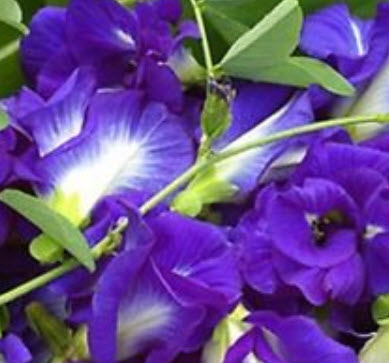 อัญชัน สีม่วง ซ้อน / 30 เม็ด