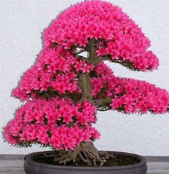 ซากูระญี่ปุ่น บอนไซ (Japanese Cherry Blossom) สีชมพูเข้ม / 5 เม็ด