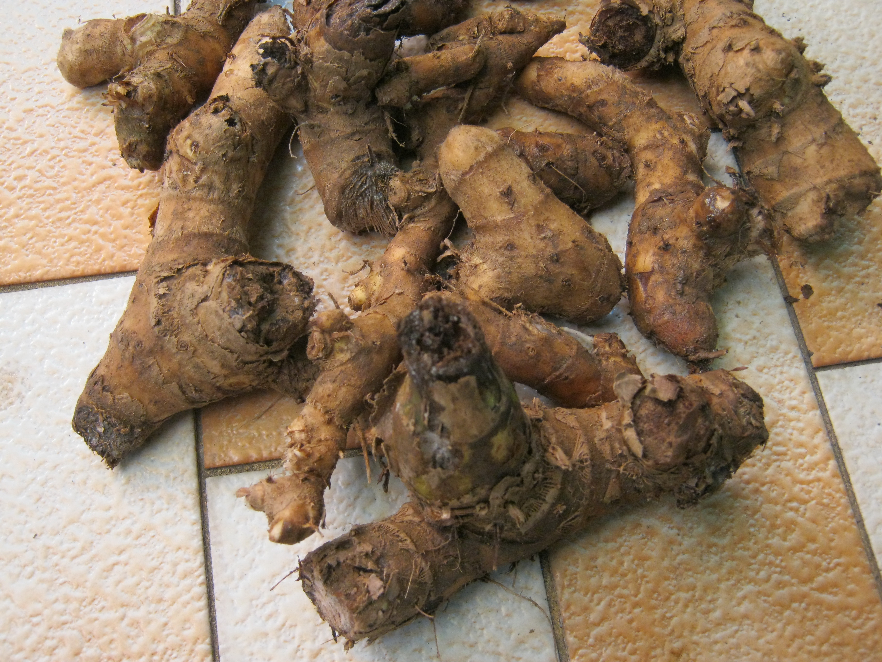 เอื้องหมายนา (Crape Ginger) ดอกขาว / เหง้า