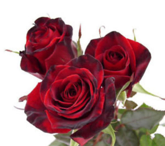 กุหลาบ (Rose) คละสี / 50 เม็ด (นอก)