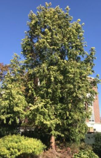 สนเรดวูด (Redwood Dawn / Metasequoia glyptostroboides) / 20 เม็ด (Portugal) *