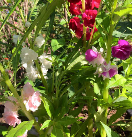 เทียนกุหลาบ เทียนซ้อน เทียนฝรั่ง ดอกซ้อน คละ / 40 เม็ด