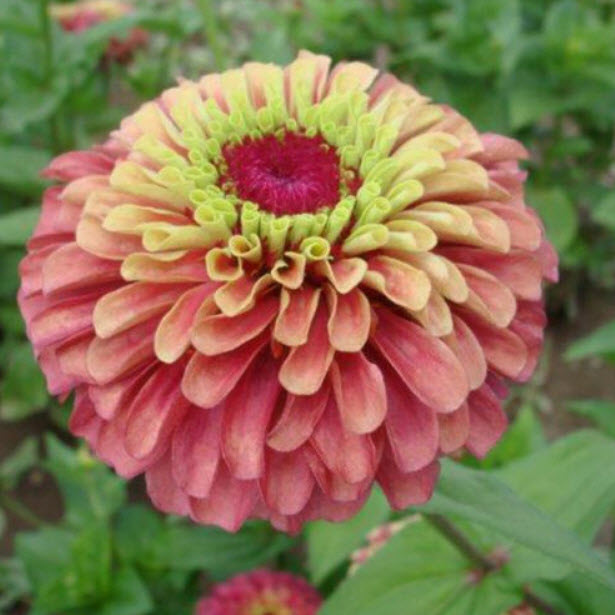 บานชื่น (Zinnia - Queen Red Lime) / 15 เม็ด (UK)